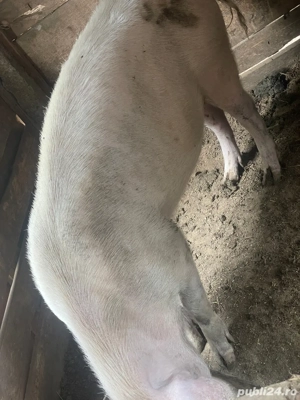 porci de vanzare  - imagine 4 porci de vanzare  - imagine 4