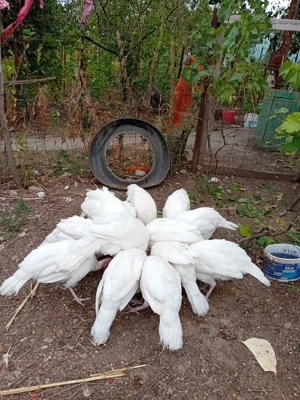 Vând rațe și curci