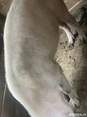 porci de vanzare  - imagine 2 porci de vanzare  - imagine 2