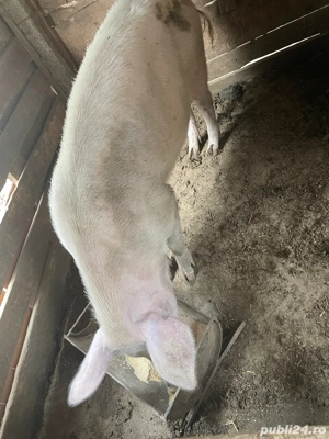 porci de vanzare  - imagine 3 porci de vanzare  - imagine 3