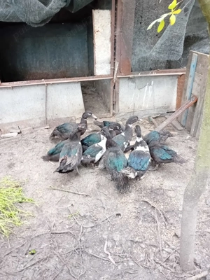 Vând rațe și curci - imagine 2