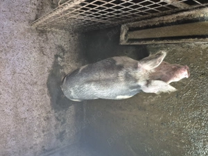 Vând porci mari, 12 lei kg - imagine 2