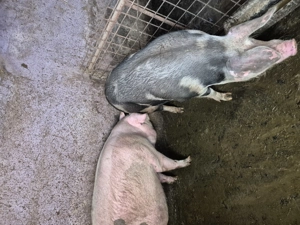 Vând porci mari, 12 lei kg - imagine 3