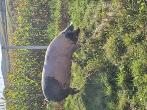 Vând porci mari, 12 lei kg - imagine 4