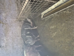 Când porci grași crescuți bio - imagine 4