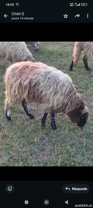 vând o melute din februarie  - imagine 3