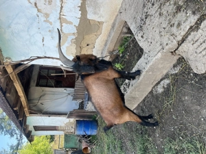 Țap Alpin Francez tânăr  - imagine 4 Țap Alpin Francez tânăr  - imagine 4