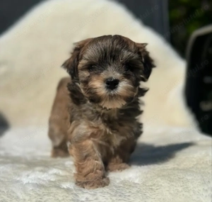 Bichon havanez 650 lei - imagine 2