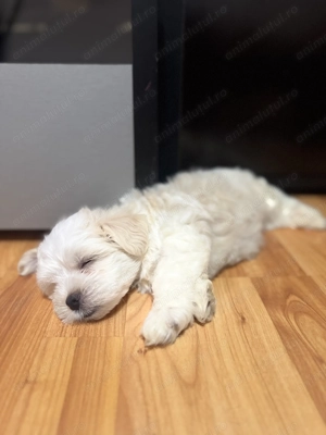 Vand Maltipoo ( bichon maltez) baietel - imagine 2
