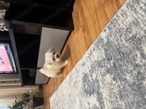 Vand Maltipoo ( bichon maltez) baietel - imagine 5