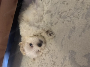 Vand Maltipoo ( bichon maltez) baietel - imagine 4