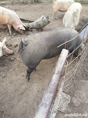Porci crescuti natural - imagine 3