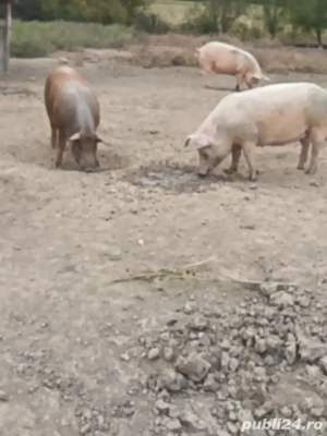 Porci crescuti natural - imagine 2