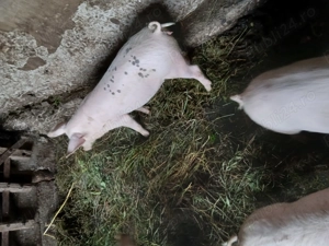 Vînd două purcele rasă pietrean 25 30kg - imagine 2 Vînd două purcele rasă pietrean 25 30kg - imagine 2