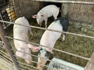 Suldei de vânzare. - imagine 2