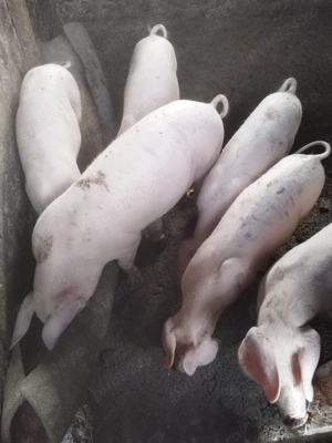 Purcei de vanzare  - imagine 2