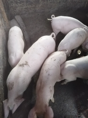 Purcei de vanzare  - imagine 4