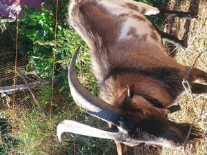 Țap de monta - imagine 2 Țap de monta - imagine 2