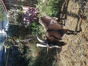 Țap de monta - imagine 4 Țap de monta - imagine 4