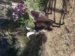 Țap de monta - imagine 3 Țap de monta - imagine 3