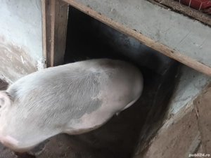 vand purcea gestanta in jur de 200 kg