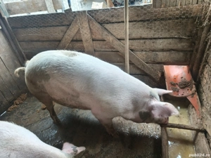 vand purcea gestanta in jur de 200 kg - imagine 4