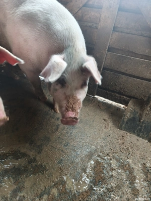 vand purcea gestanta in jur de 200 kg - imagine 3