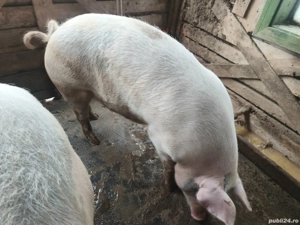 vand purcea gestanta in jur de 200 kg - imagine 2