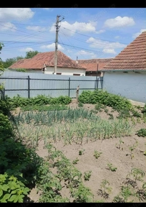 Vând casa în Deta județul timis - imagine 4 Vând casa în Deta județul timis - imagine 4