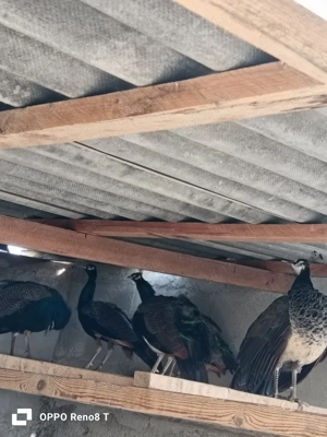 Vând păuni maturi - imagine 2