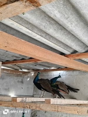 Vând păuni maturi - imagine 3