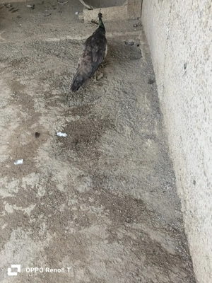 Vând păuni maturi - imagine 4