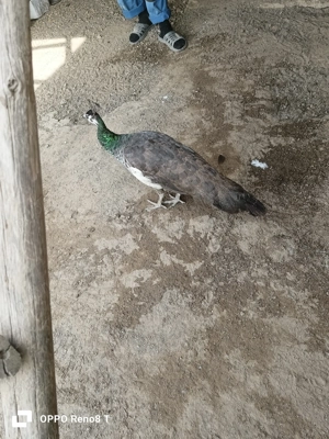 Vând păuni maturi - imagine 5