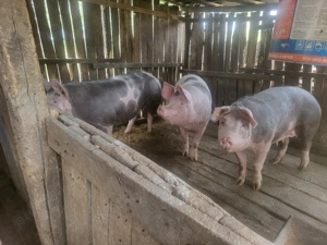 Vând porci 250-280 kg și purcelusi - imagine 3