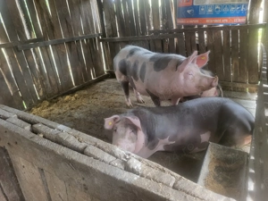 Vând porci 250-280 kg și purcelusi