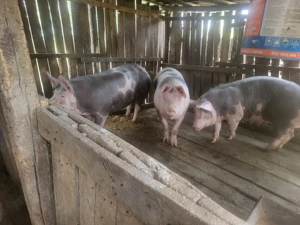 Vând porci 250-280 kg și purcelusi - imagine 2