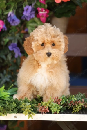Pui de  Maltipoo ( mascul ) - imagine 3