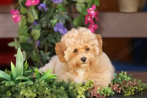 Pui de  Maltipoo ( mascul )