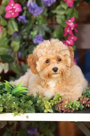 Pui de  Maltipoo ( mascul ) - imagine 4
