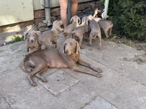 Weimaraner Brac de Weimar - imagine 4 Weimaraner Brac de Weimar - imagine 4