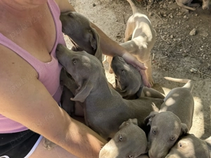 Weimaraner Brac de Weimar - imagine 2 Weimaraner Brac de Weimar - imagine 2