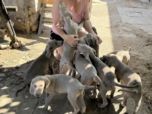 Weimaraner Brac de Weimar - imagine 3 Weimaraner Brac de Weimar - imagine 3