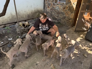 Weimaraner Brac de Weimar - imagine 5 Weimaraner Brac de Weimar - imagine 5