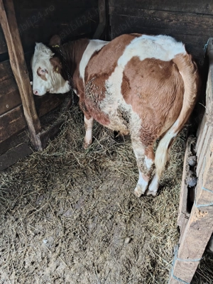 Vînd tăuraș bălțat  - imagine 2