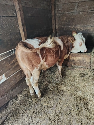 Vînd tăuraș bălțat 