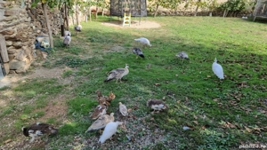 Pui de păun  - imagine 4