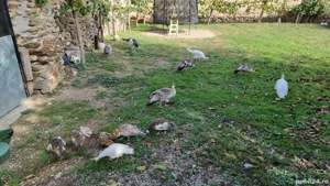 Pui de păun  - imagine 5