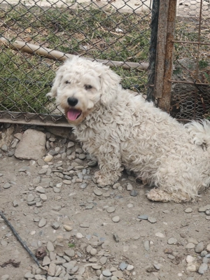 Vând bichon maltez - imagine 2