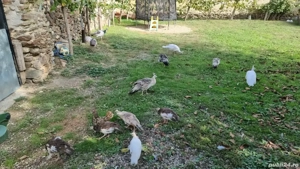 Pui de păun  - imagine 3