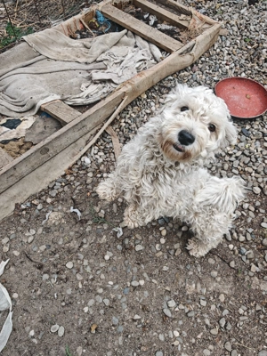 Vând bichon maltez - imagine 4